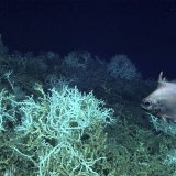 Sous l'effet du changement climatique, les coraux n'ont jamais autant blanchi (Photo d'illustration). KEYSTONE/AP NOAA Ocean Exploration